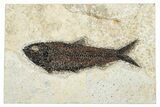 Detailed Fossil Fish (Knightia) - Wyoming #292457-1